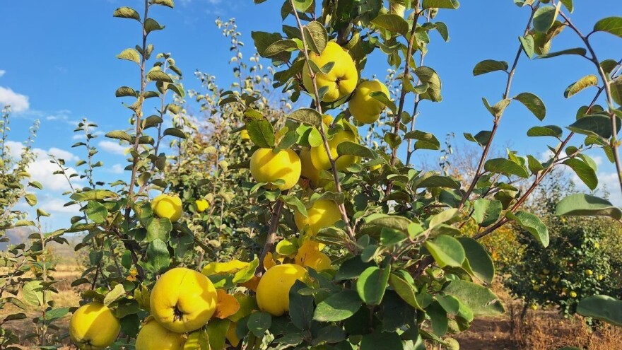 Kada se bere dunja? Evo nekoliko znakova na koje treba obratiti pažnju