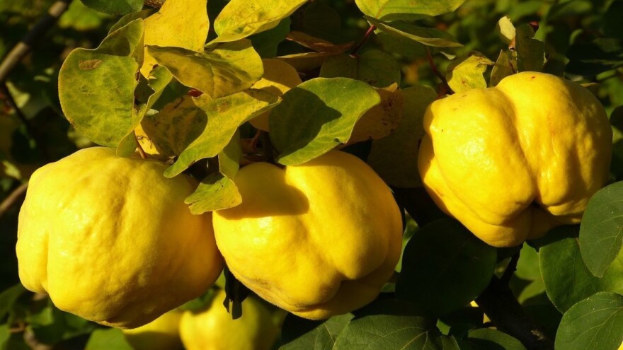 Kako ispeći kvalitetnu rakiju od dunje?