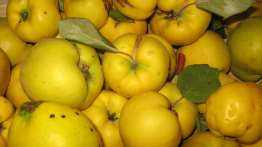 Dunja isplativa, ali samo na veliko