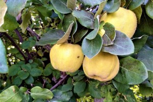 Poljoprivrednicima obezbjeđen siguran plasman agro proizvoda?