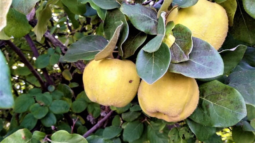 Poljoprivrednicima obezbjeđen siguran plasman agro proizvoda?