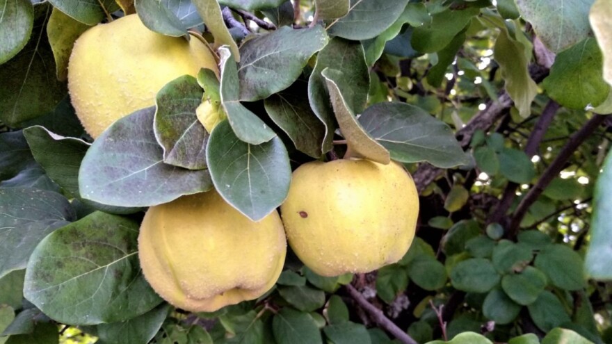 Preći na bugarske sorte dunje zbog otpornosti na erviniju?