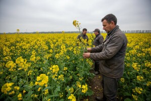 Dupont Pioneer Dan polja uljane repice