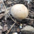 Niče čeljadinka - gde se nalazi jedna od najukusnijih gljiva u Srbiji?