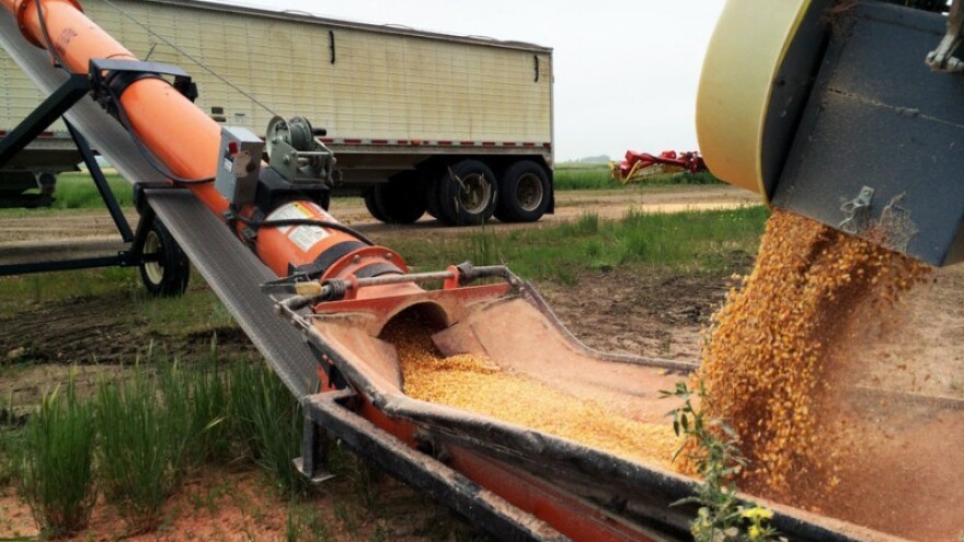 Durum pšenicu prodaju Austrijancima za 2 kn/kg!