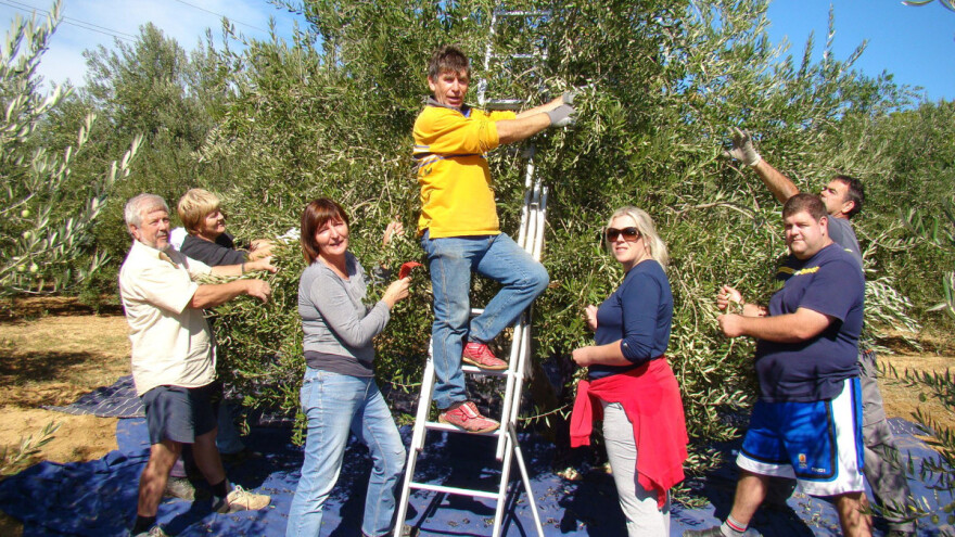 U maslinicima OPG-a Dušević: Kiša i bura zaustavile berbu ranih sorti maslina!