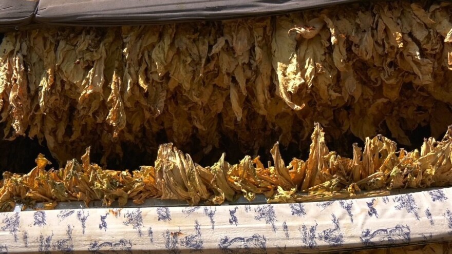 Proizvodnja duhana skupa i zahtjevna - u februaru priprema rasada