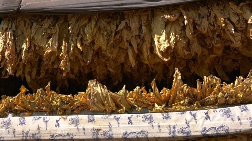 Proizvodnja duvana skupa i zahtevna - u februaru priprema rasada