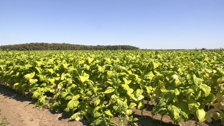 Koje su potrebe duhana za makroelementima u zemljištu?