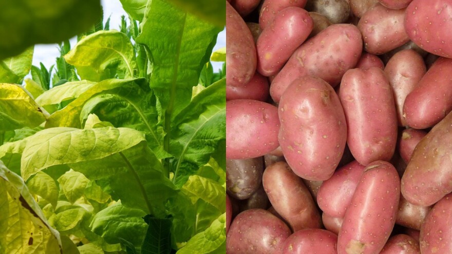 Proizvodnja povrća na pesku isplativija od duvana i žitarica