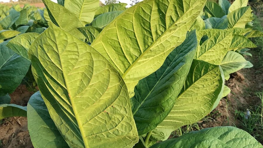 Krijumčarenje duvana u Mačvi unosnije od narkotika - rekordne zaplene policije