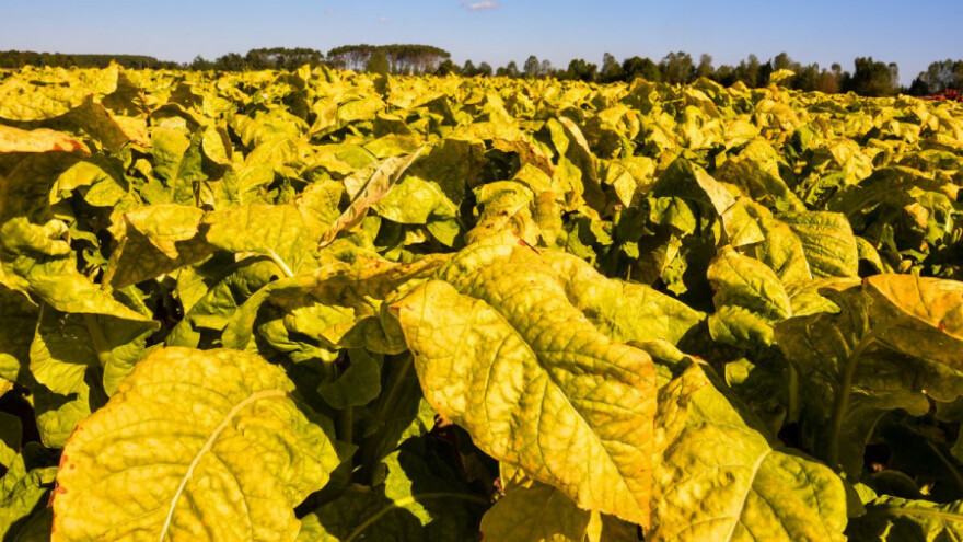Pored suše, duvan napala i gusjenica
