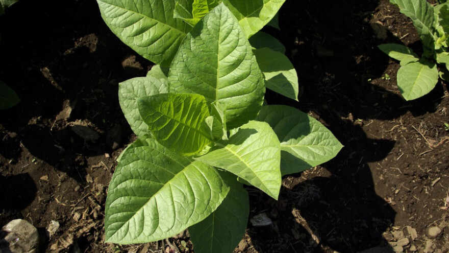 Proizvodnja presadnica duvana u vodenom rastvoru