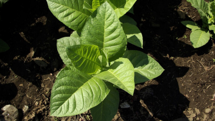 Proizvodnja presadnica duhana u vodenoj otopini