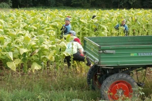 Duvan: Uvoz uništava male proizvođače?