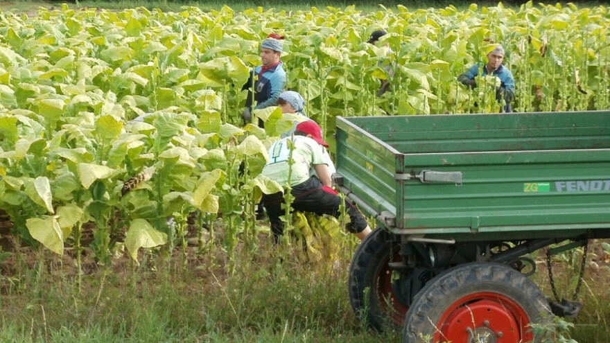 Duvan: Uvoz uništava male proizvođače?