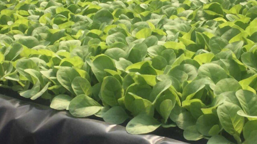 Suša umanjila rod duvana