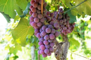 Odakle vinogradi i vino u Tomislavgradu?