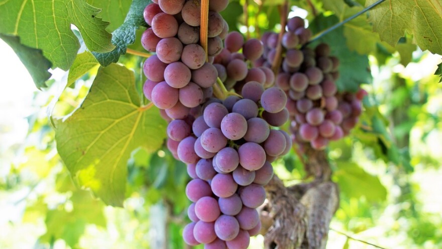 Odakle vinogradi i vino u Tomislavgradu?