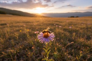 Duža sezona cvetanja loša za pčele?