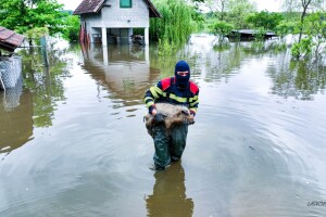 I praščić je spašen iz poplave - njegov heroj je vatrogasac Antonio Marušić