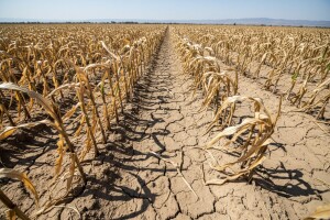 Dvomesečna žega umanjila prinose do 40 odsto