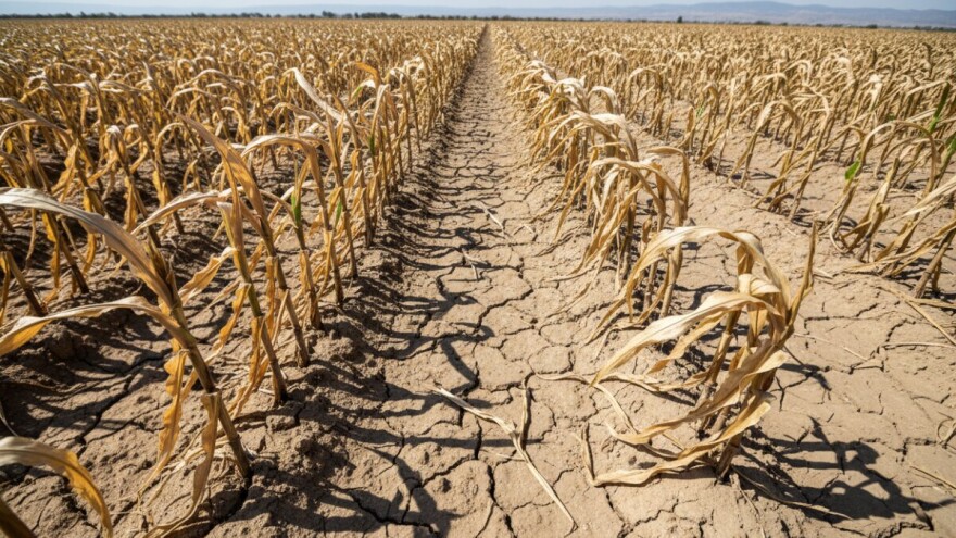 Dvomesečna žega umanjila prinose do 40 odsto