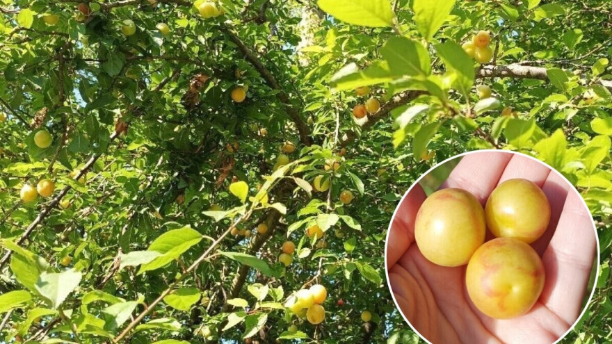 Ringlov je ustvari šljiva: Zašto bi ju trebali više konzumirati?