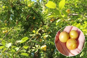 Džanarika je ustvari šljiva: Zašto bi je trebali više konzumirati?