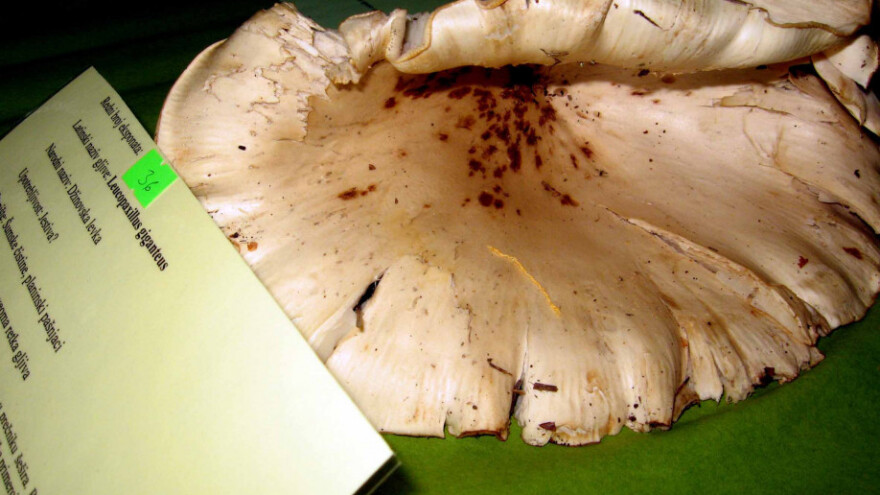 Balerina, Levka i Muhara na posebnom spisku