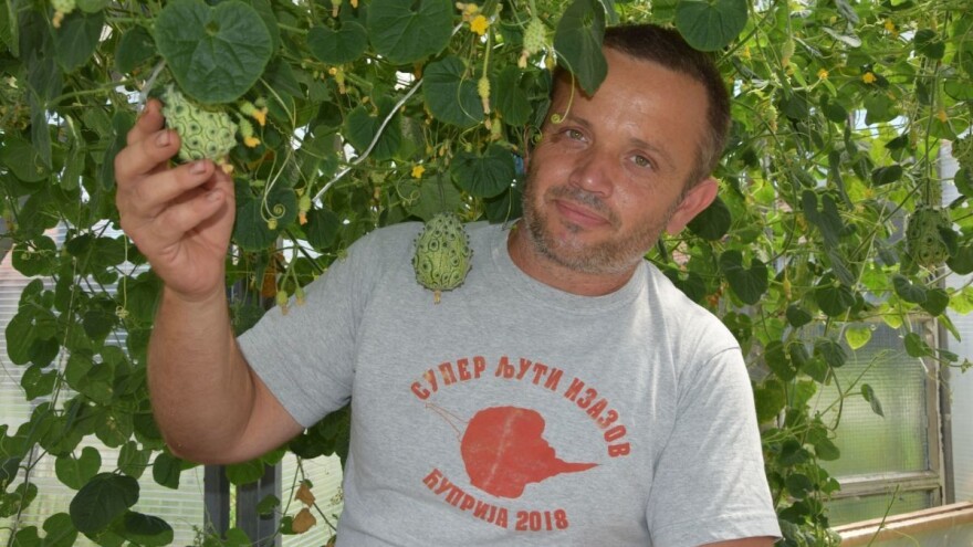 Kod Živojina Antića pored džinovskog paradajza - raste i kivano