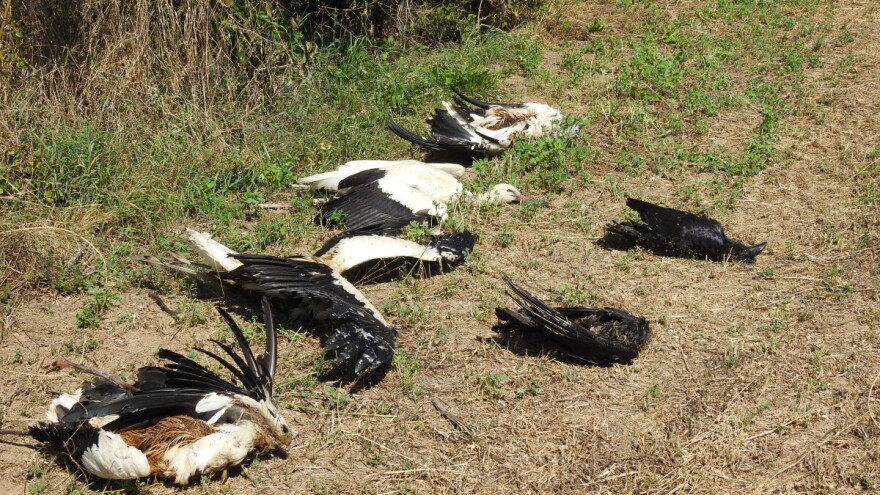 Struja ubila jato belih roda kod Paraćina