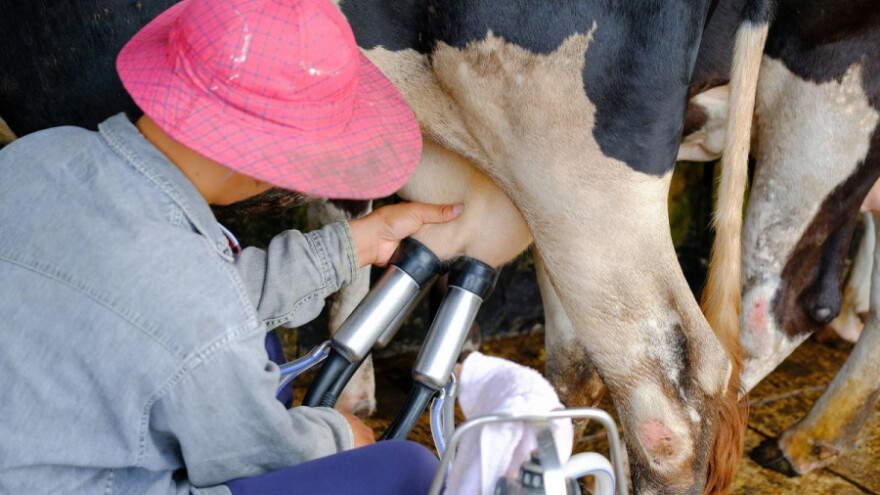 Otkup mlijeka pada, u veljači tek 37.340 tona