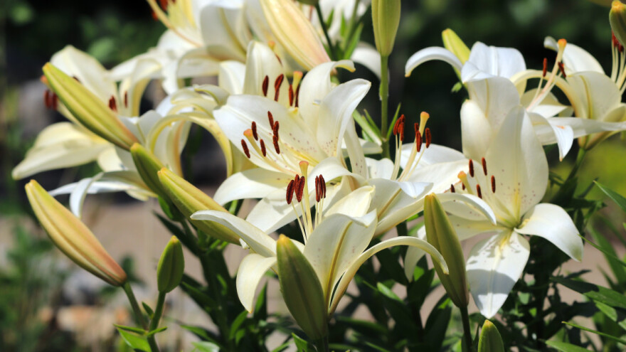 Kako i zašto orezivati ljiljan? Na šta paziti?