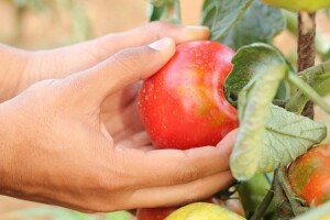 E-cofarm: poljoprivredna praksa koja štiti okoliš od onečišćenja