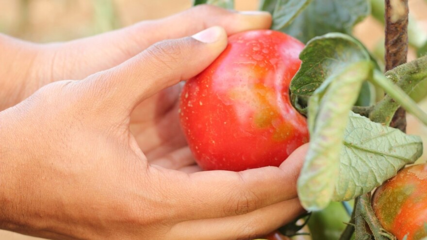 E-cofarm: poljoprivredna praksa koja štiti okoliš od onečišćenja