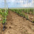 Pipelife: Moderan sustav navodnjavanja za bolju kvalitetu sadnica