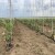 Pipelife: Moderan sistem za navodnjavanje za bolji kvalitet sadnica