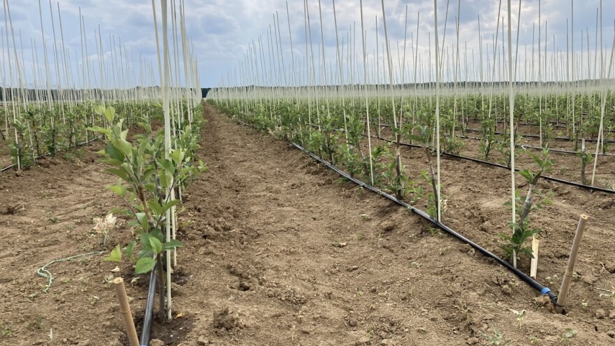 Pipelife: Moderan sistem za navodnjavanje za bolji kvalitet sadnica