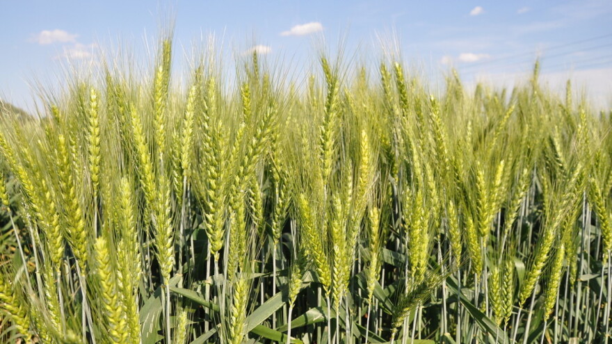 Ruler: Nova RWA sorta pšenice spoj je dobrog prinosa i kvalitete