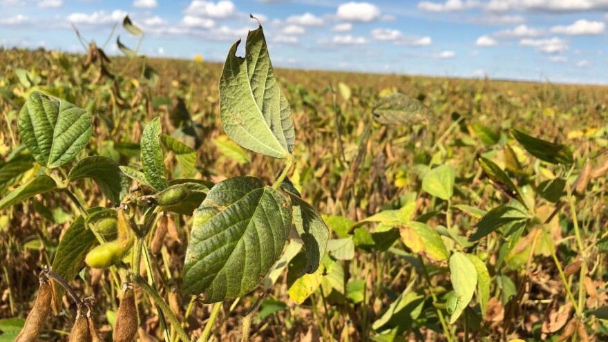 Soja zanimljivija našim ratarima, pod uljanom repicom sve manje površina