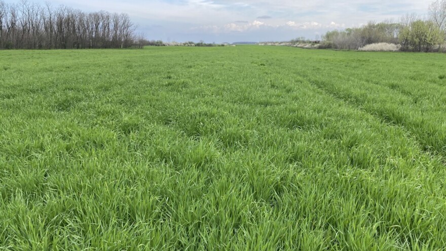 I dalje kišovito, za vikend moguć i sneg na planinama