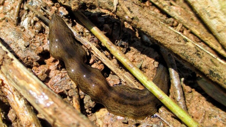 Crv Obama napada Evropu preko Španjolske - uništava plodnost tla