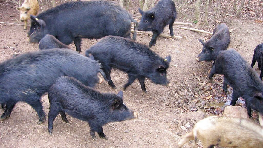 Odvojili dva elitna stada za spas istočnobalkanske svinje od izumiranja