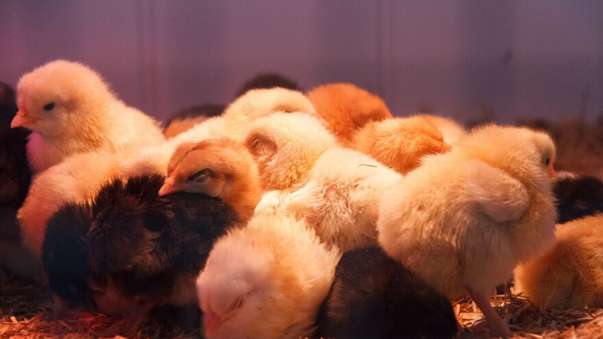 U studenom smo smanjili uvoz jednodnevne peradi za gotovo 300 tisuća komada