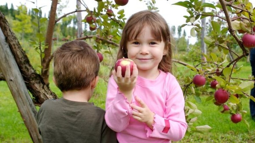 Jede se sve manje svežeg voća i povrća!
