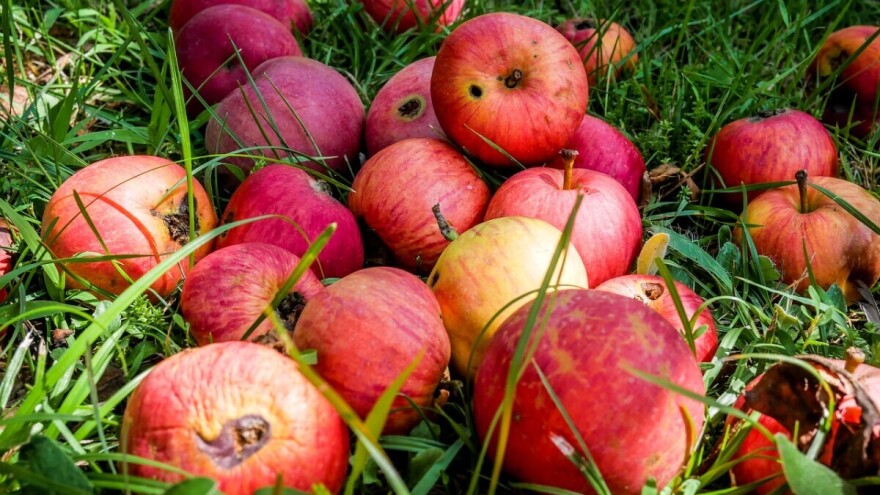 Od lokalnih farmera otkupljuju oštećeno voće i pretvaraju ga u prirodni zaslađivač