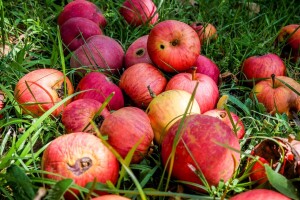 Od lokalnih farmera otkupljuju oštećeno voće i pretvaraju ga u prirodni zaslađivač