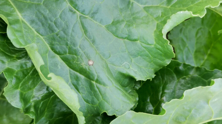 Očekuje se povećanje pegavosti lista šećerne repe - kako tretirati?