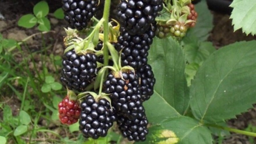 Kako uzgojiti kupine bez trnja?